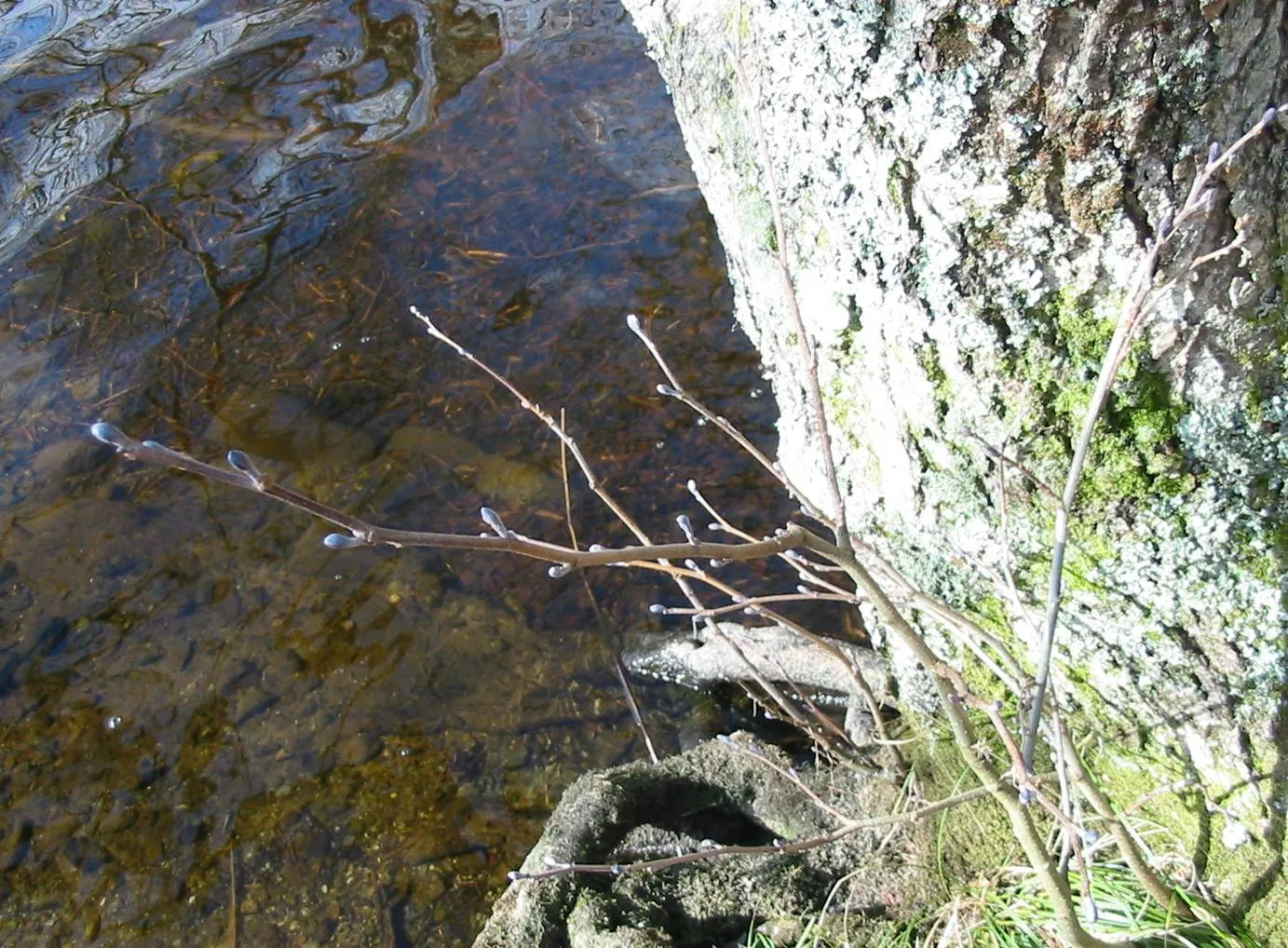 Alder