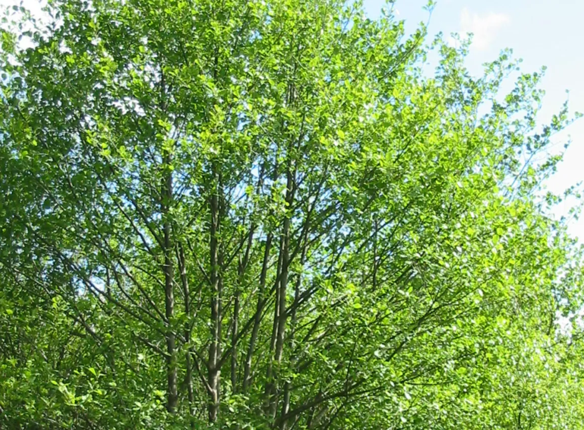 Alder — photograph 2