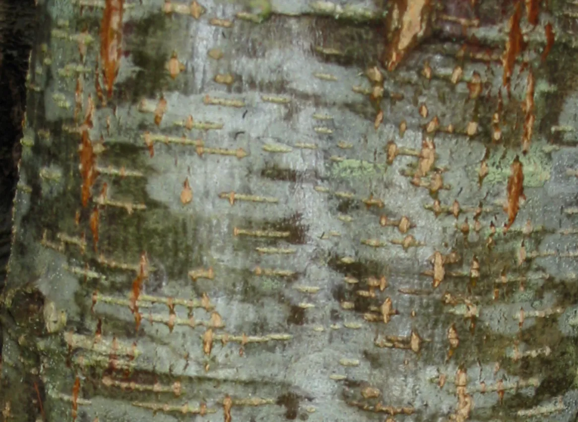 Alder — photograph 3
