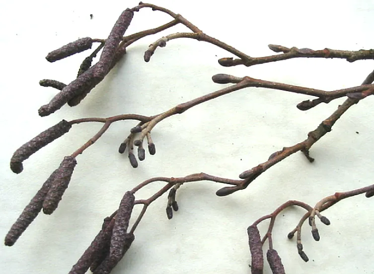 Alder — photograph 4