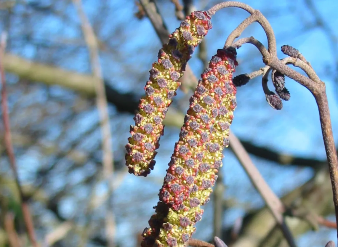 Alder — photograph 5