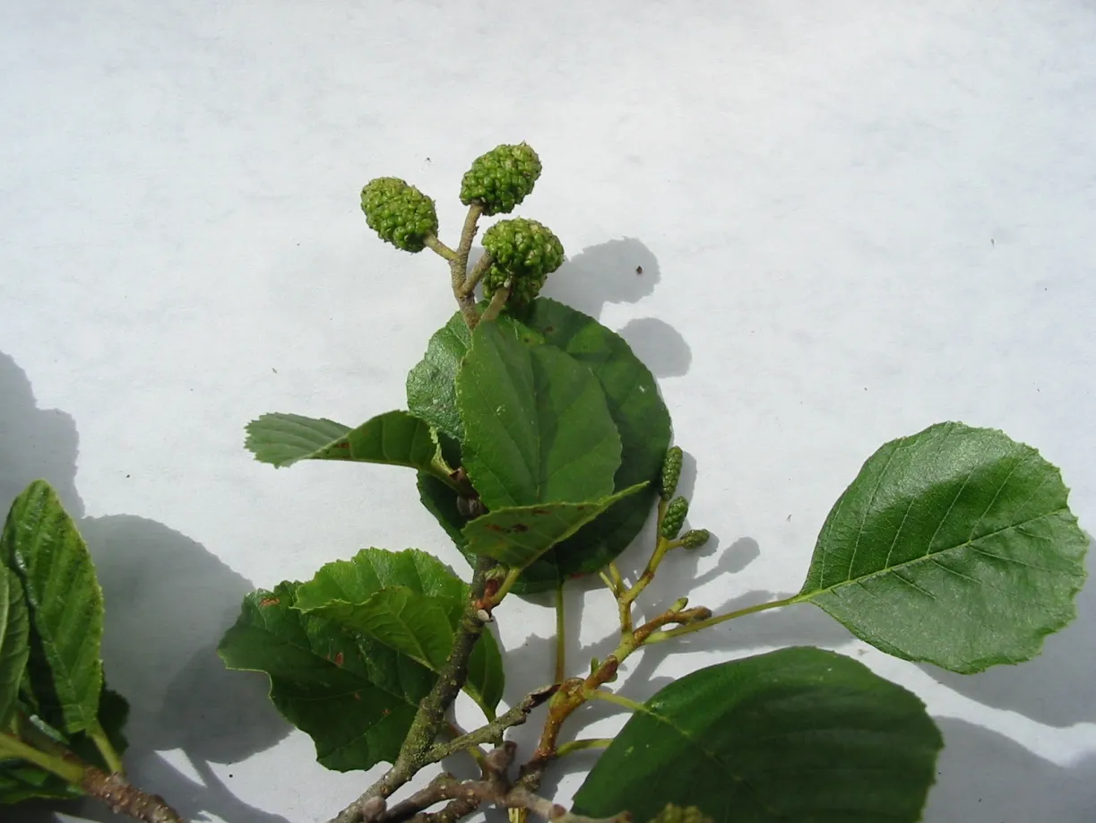 Alder — photograph 6