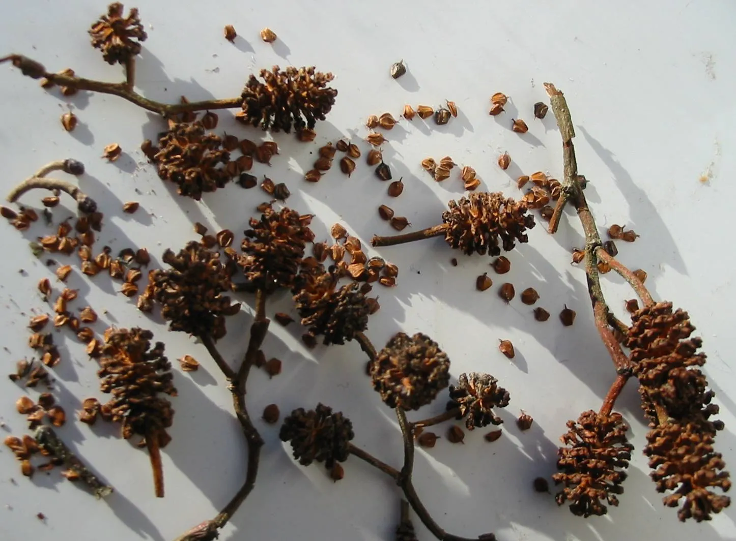 Alder — photograph 7