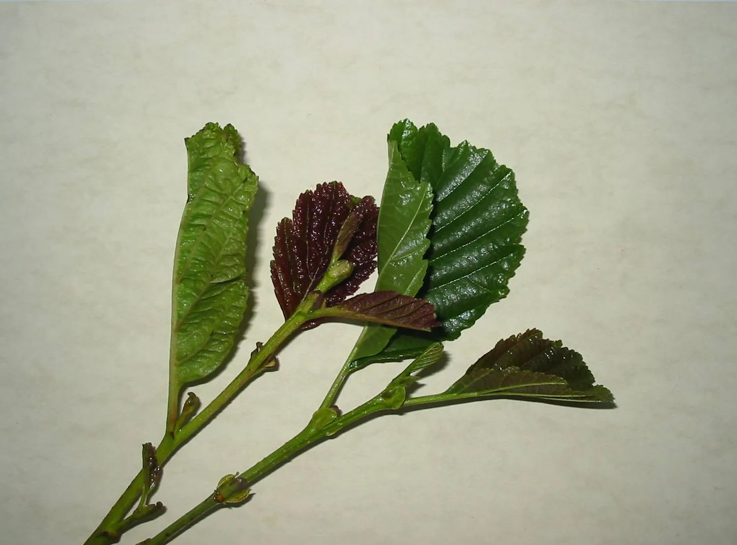 Alder — photograph 8