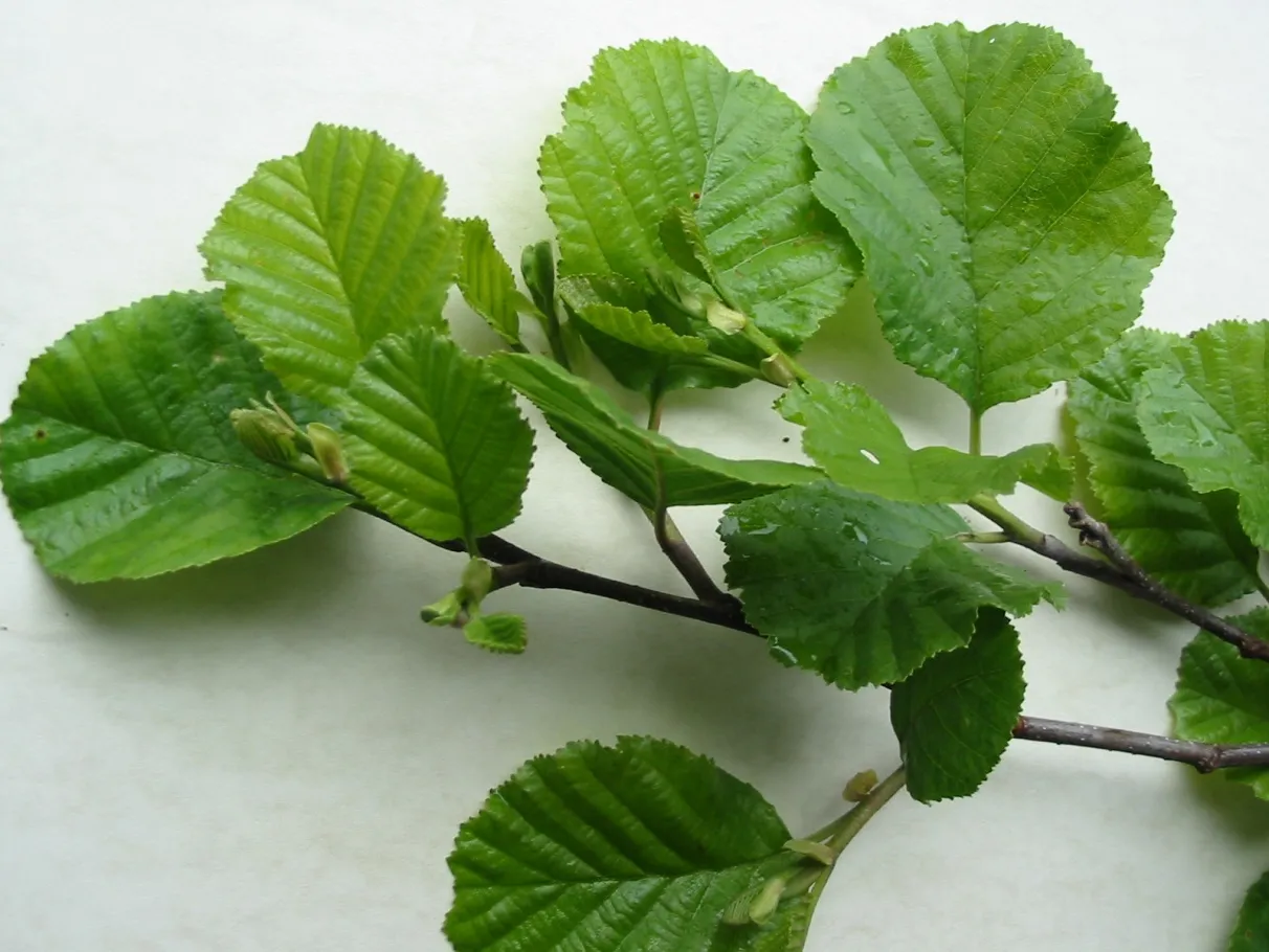 Alder — photograph 9