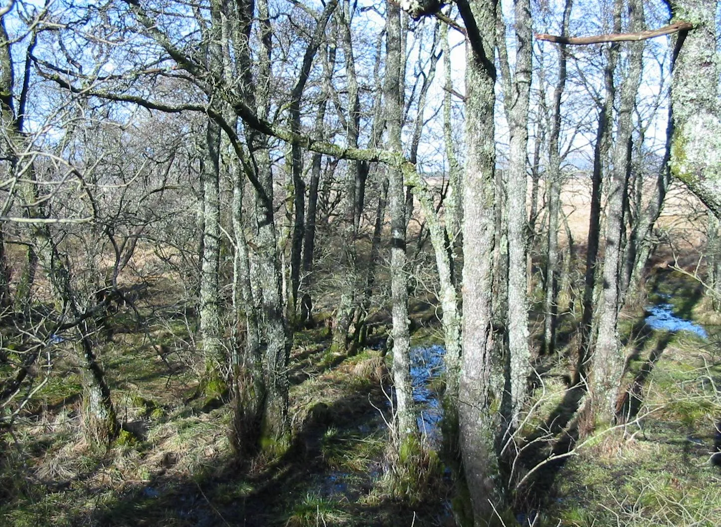 Alder — photograph 12