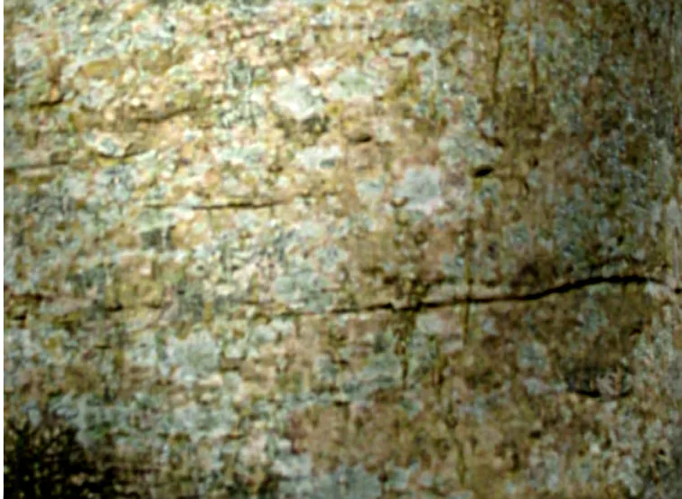 Ash — photograph 2