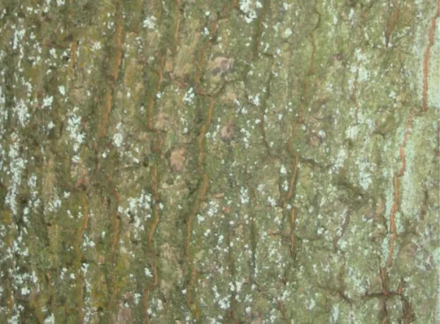 Ash — photograph 3