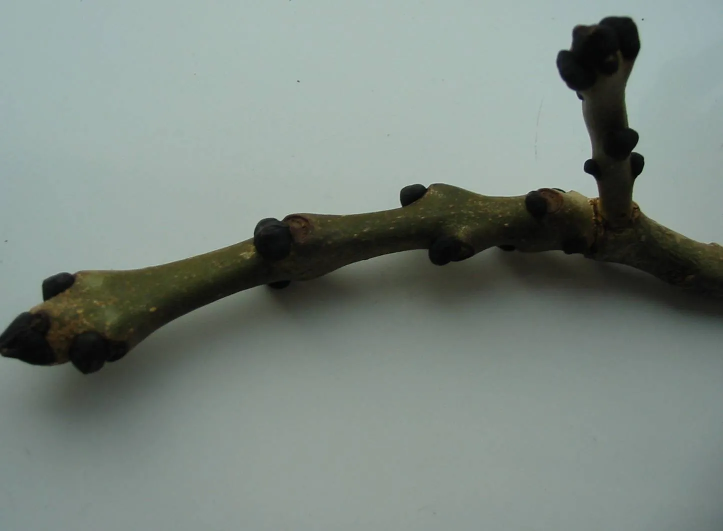 Ash — photograph 5