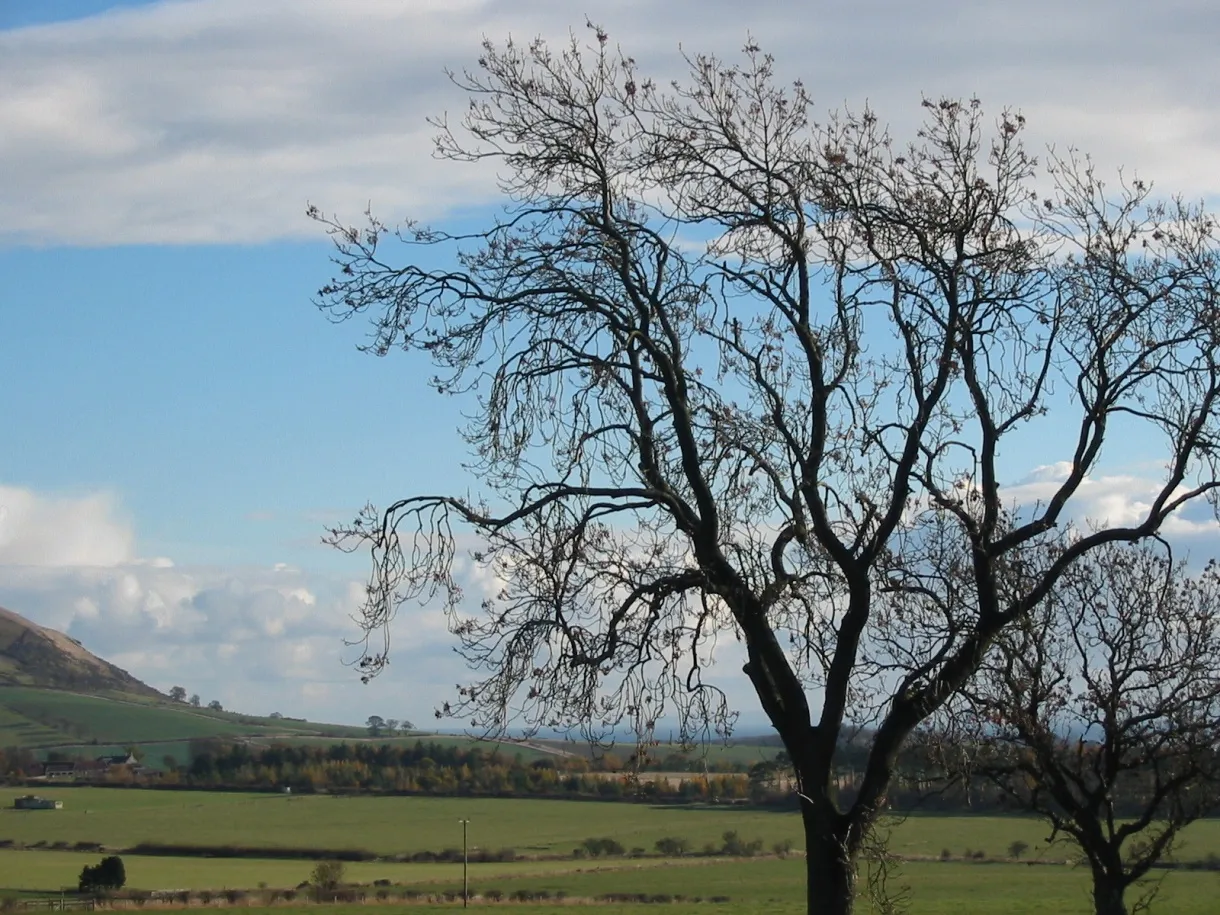 Ash — photograph 14