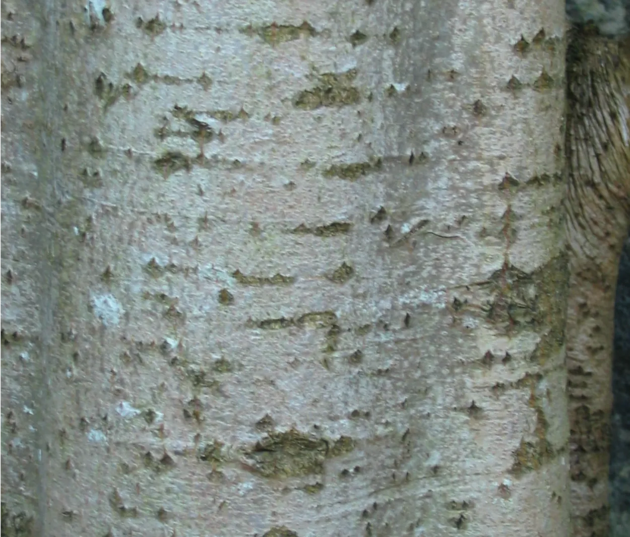 Aspen — photograph 2