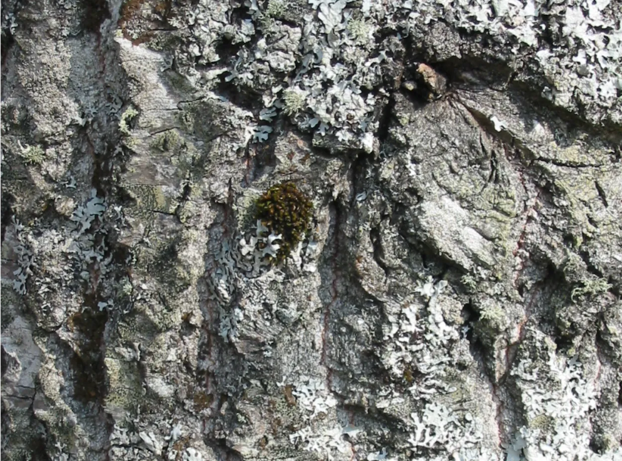 Aspen — photograph 3