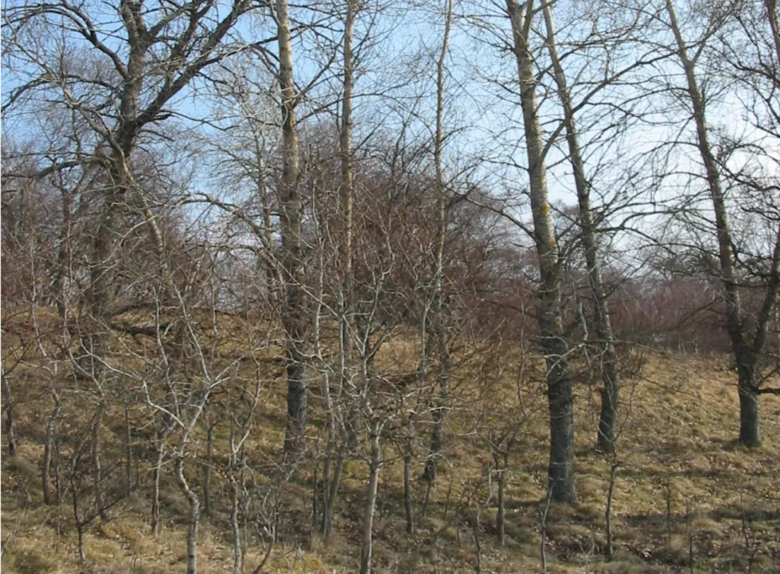Aspen — photograph 4