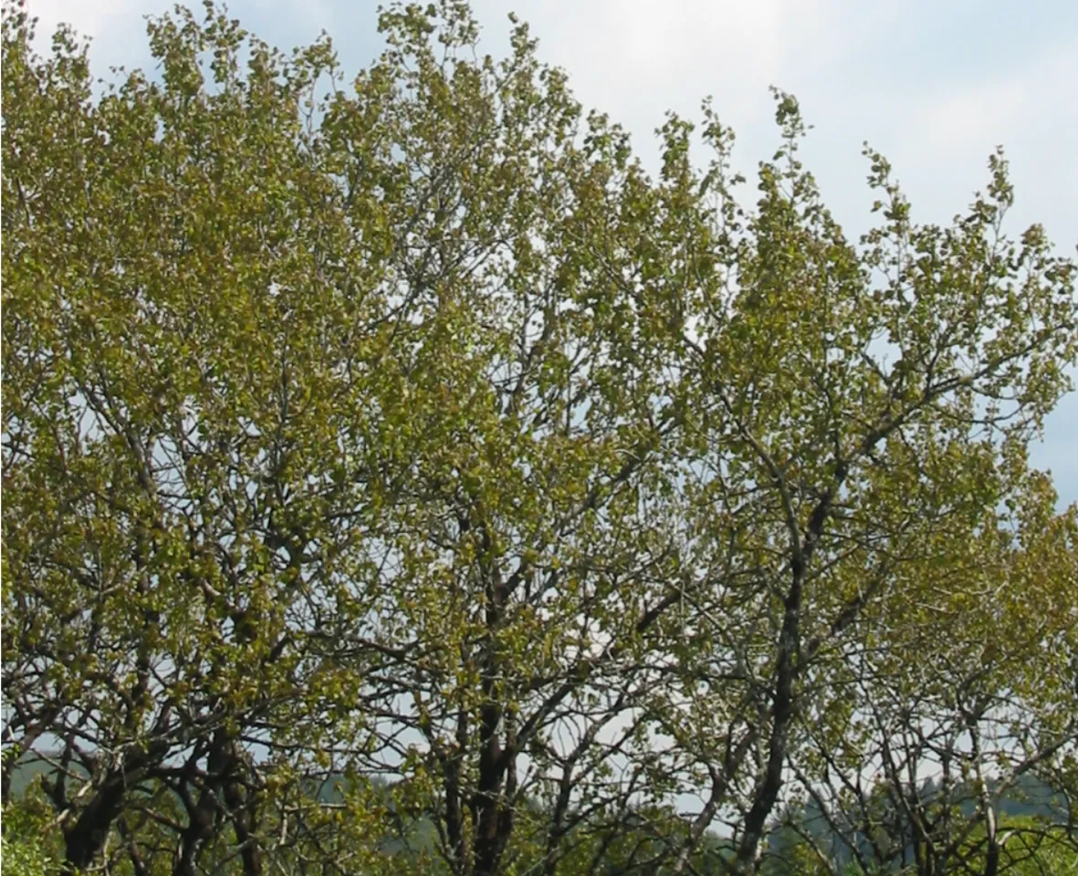 Aspen — photograph 7