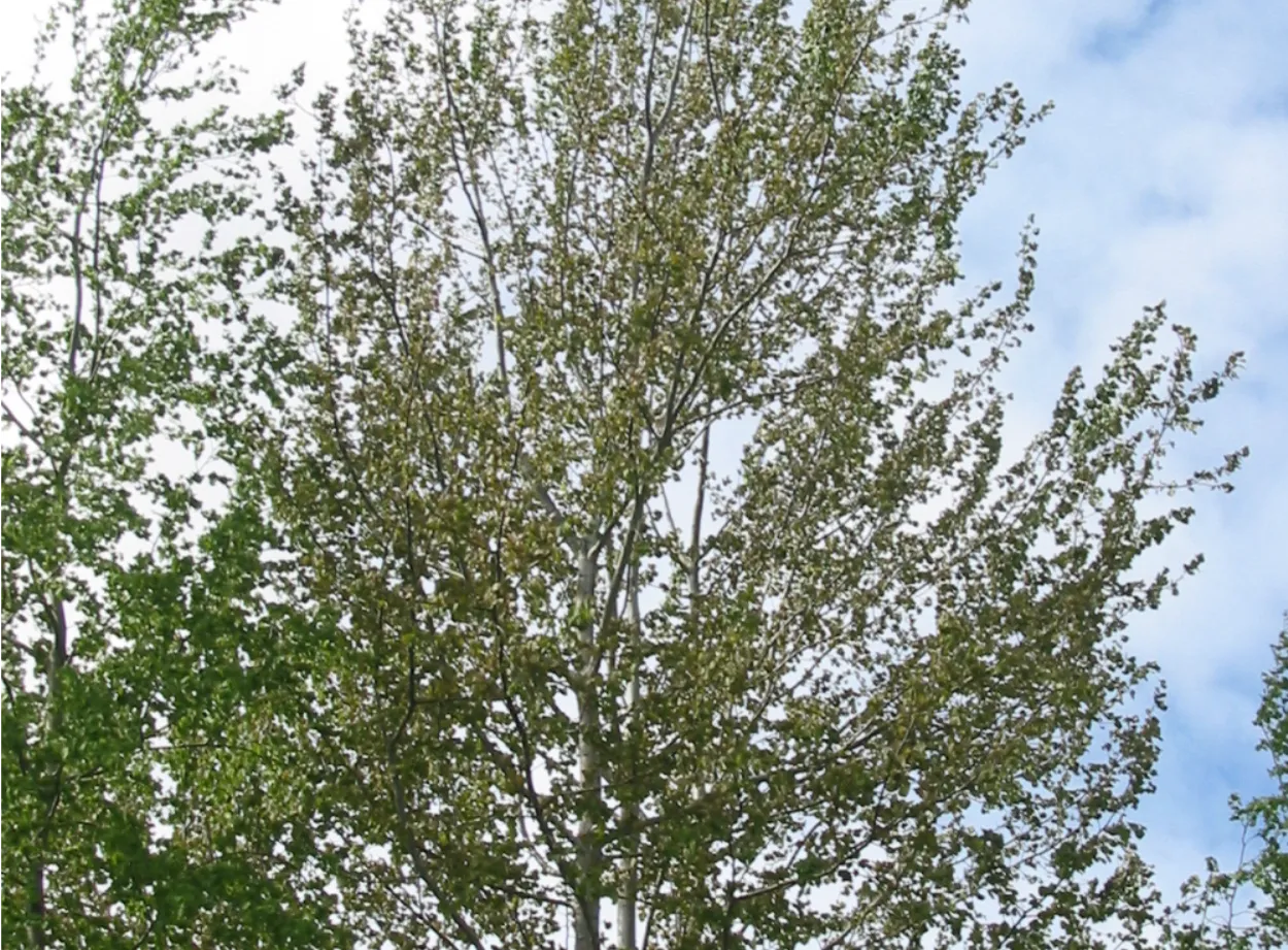 Aspen — photograph 12