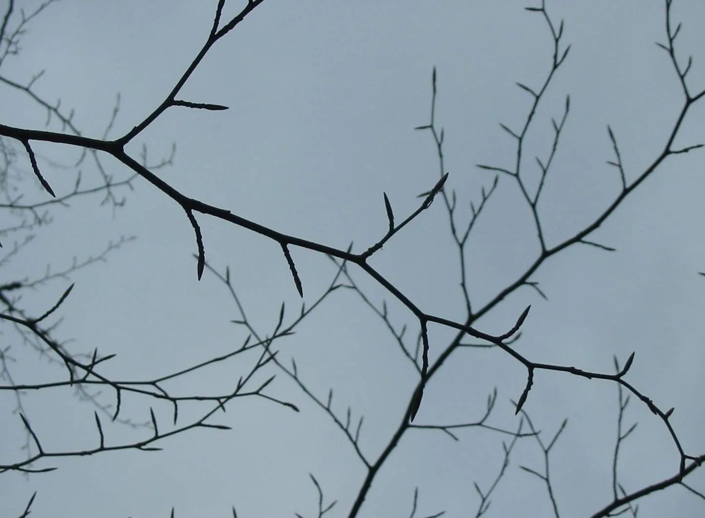 Beech