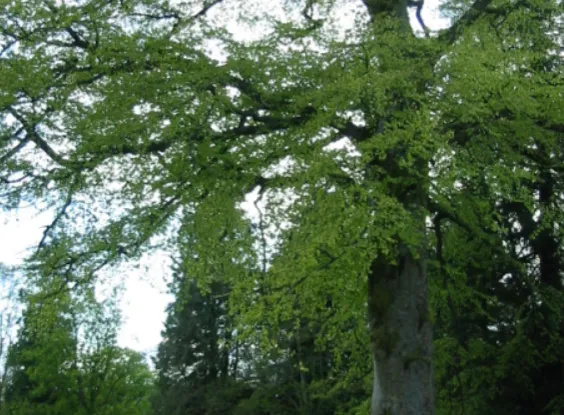Beech — photograph 2