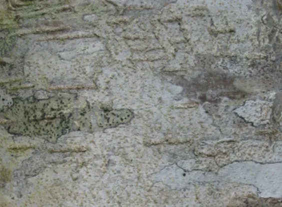 Beech — photograph 3
