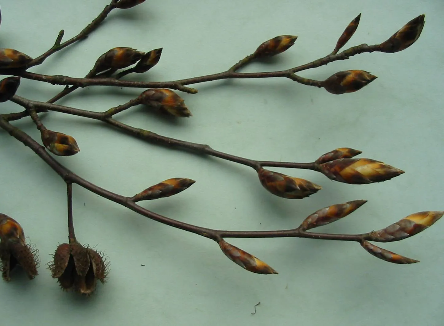 Beech — photograph 4