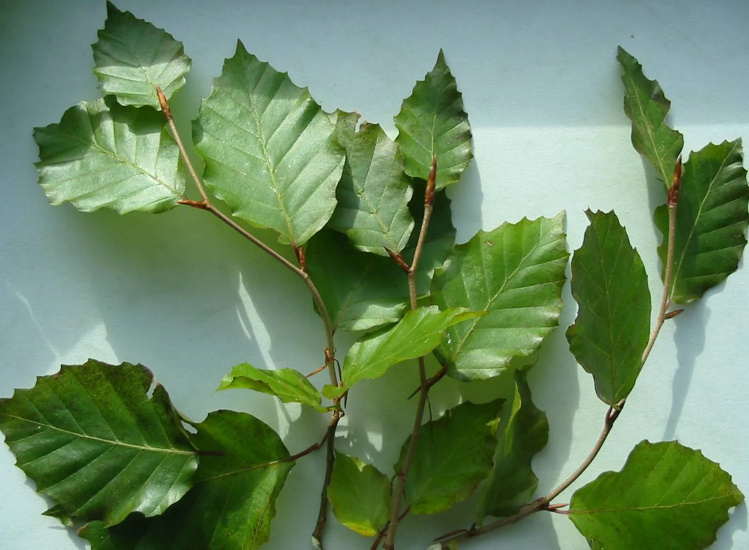 Beech — photograph 5