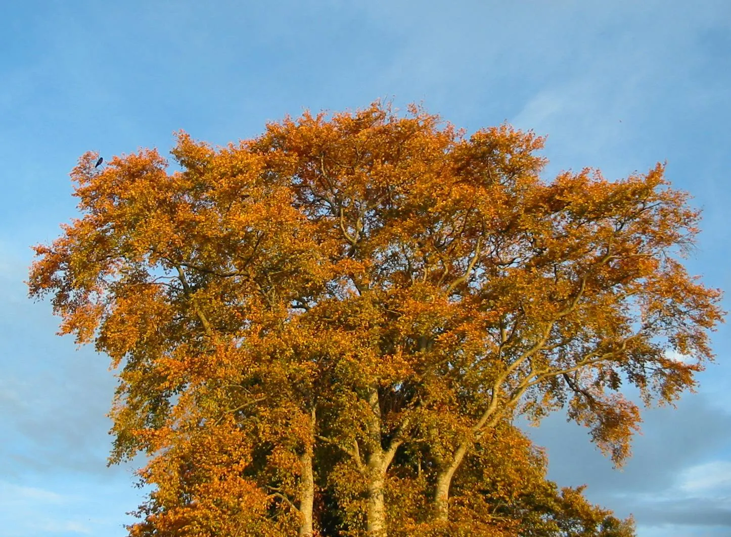 Beech — photograph 6