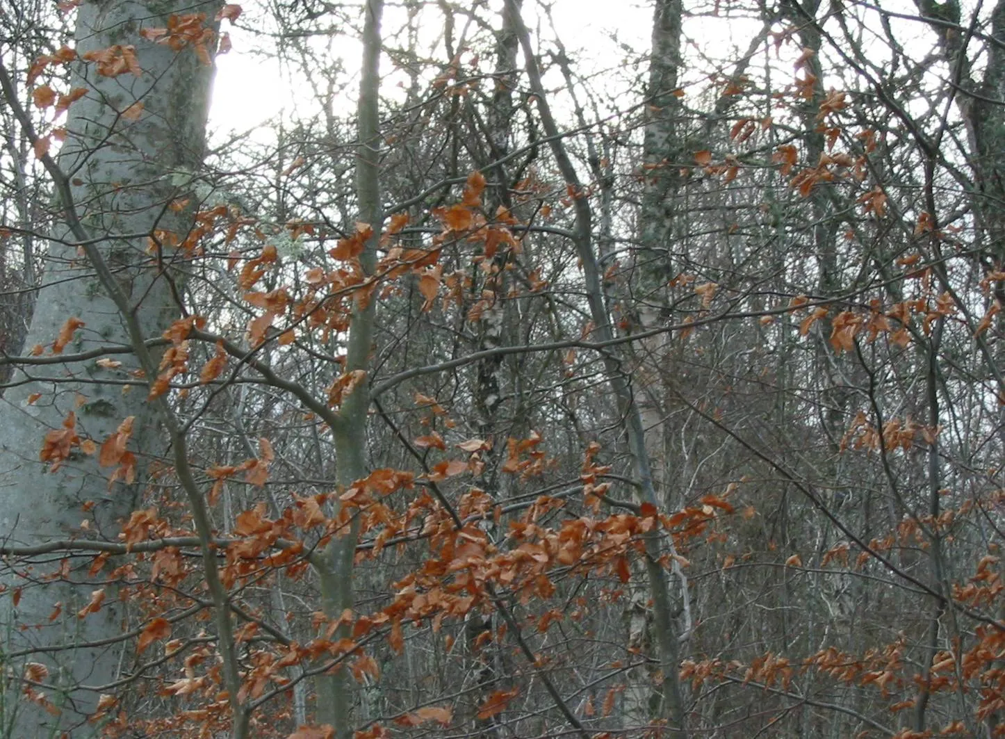 Beech — photograph 7