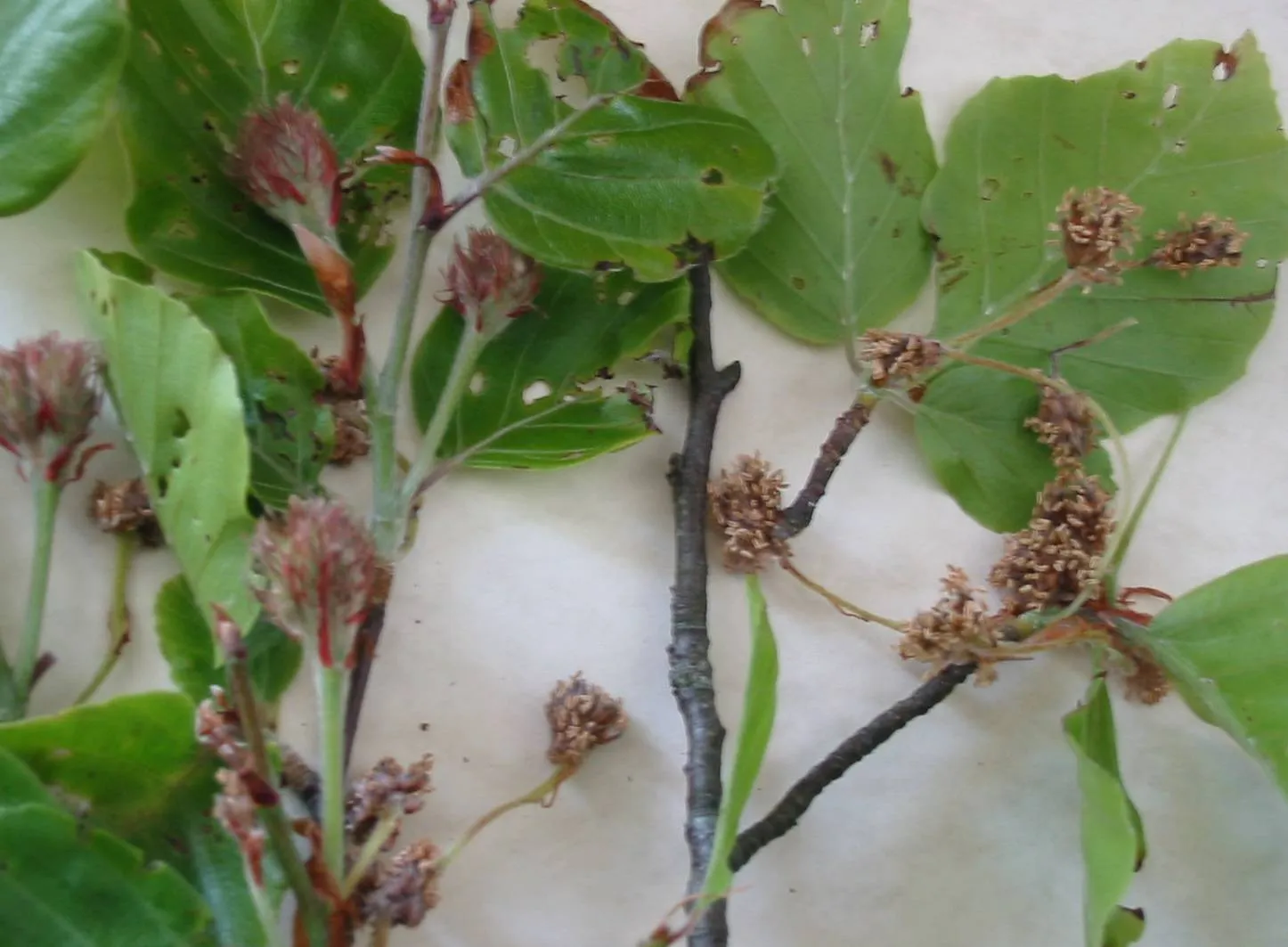 Beech — photograph 8