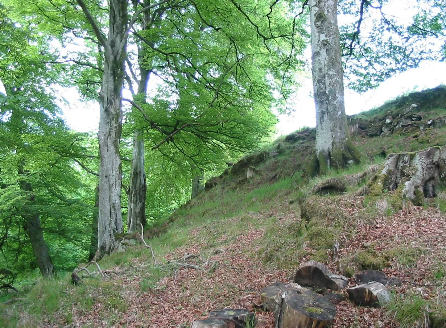 Beech — photograph 11