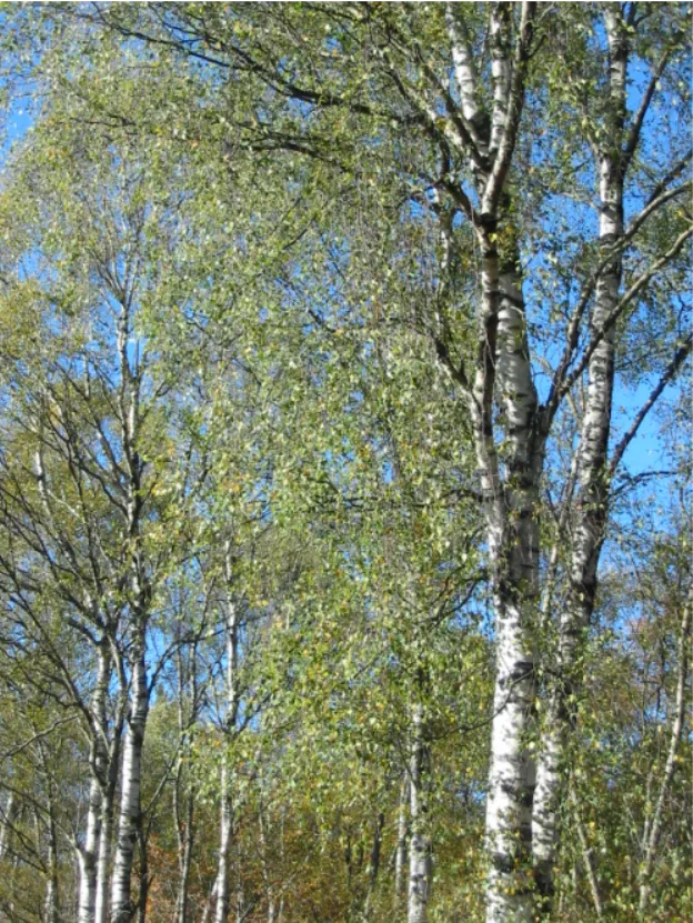 Birch