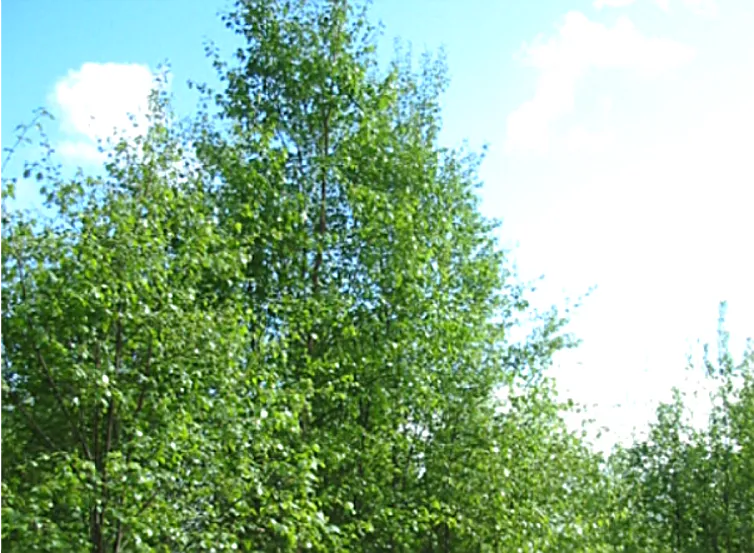 Birch — photograph 2