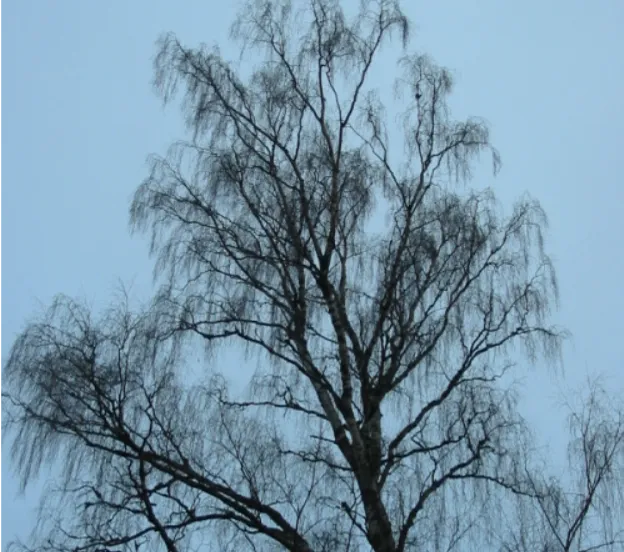 Birch — photograph 3