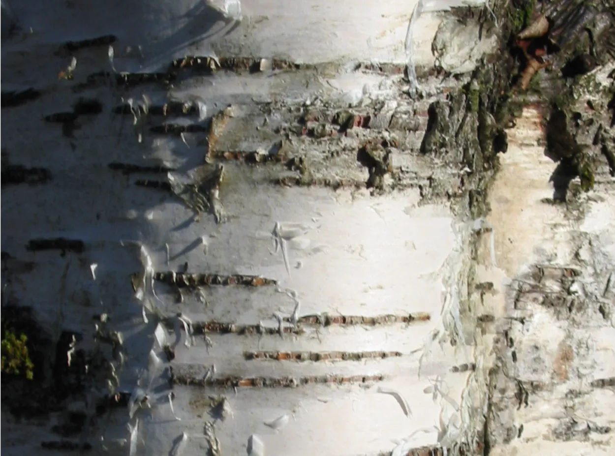 Birch — photograph 4