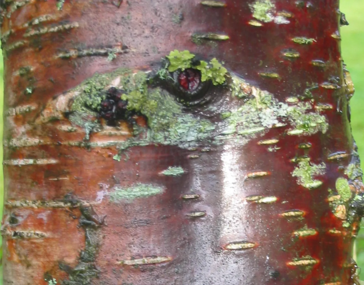 Birch — photograph 5