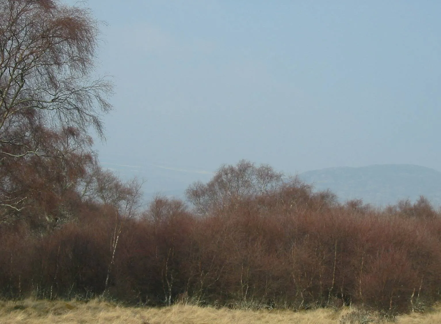 Birch — photograph 6