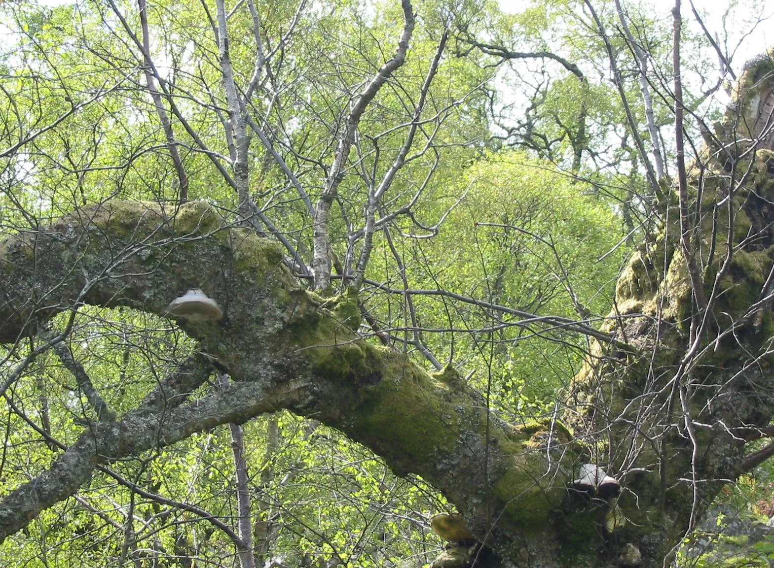 Birch — photograph 8