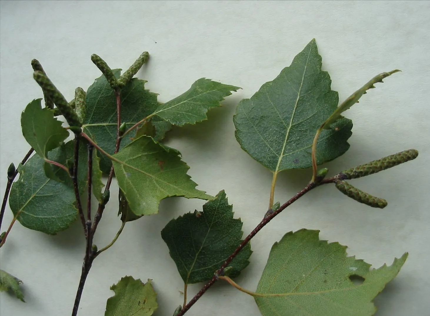 Birch — photograph 9