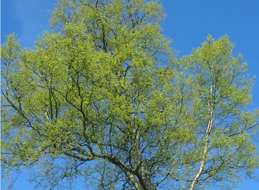 Birch — photograph 10