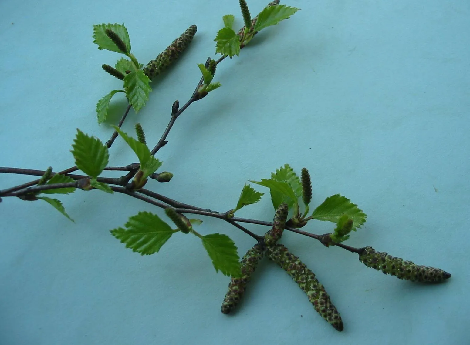 Birch — photograph 11