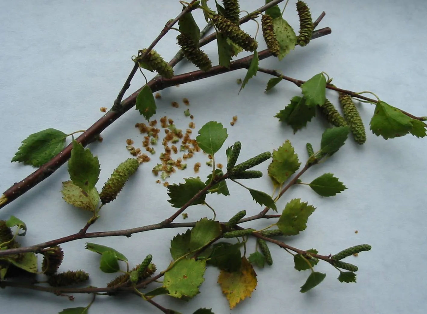Birch — photograph 12