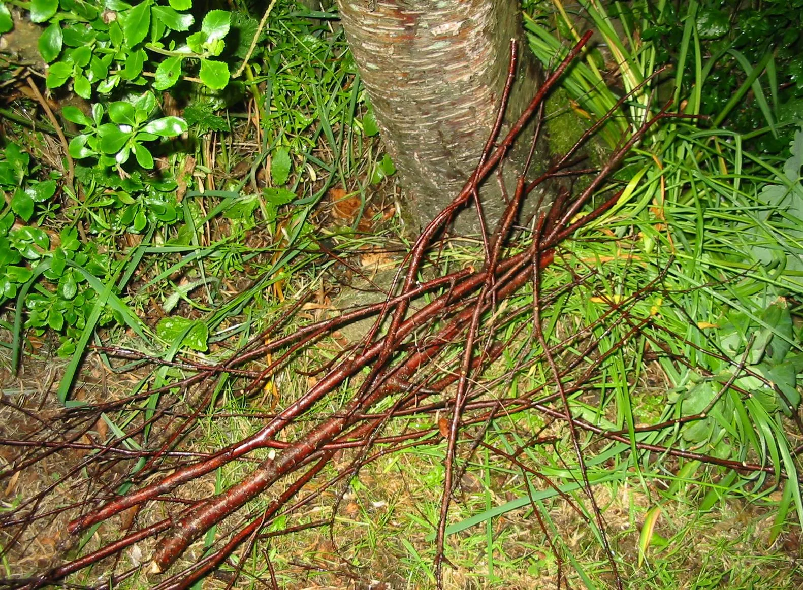 Birch — photograph 13