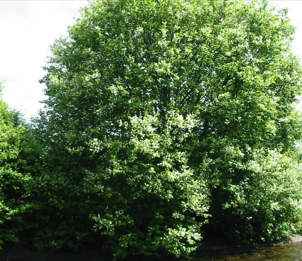 Bird Cherry
