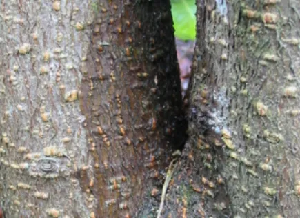 Bird Cherry — photograph 3
