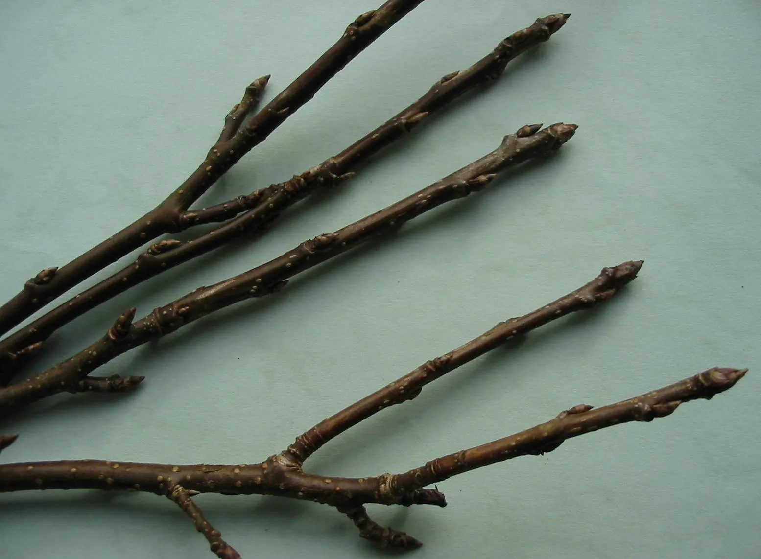 Bird Cherry — photograph 4