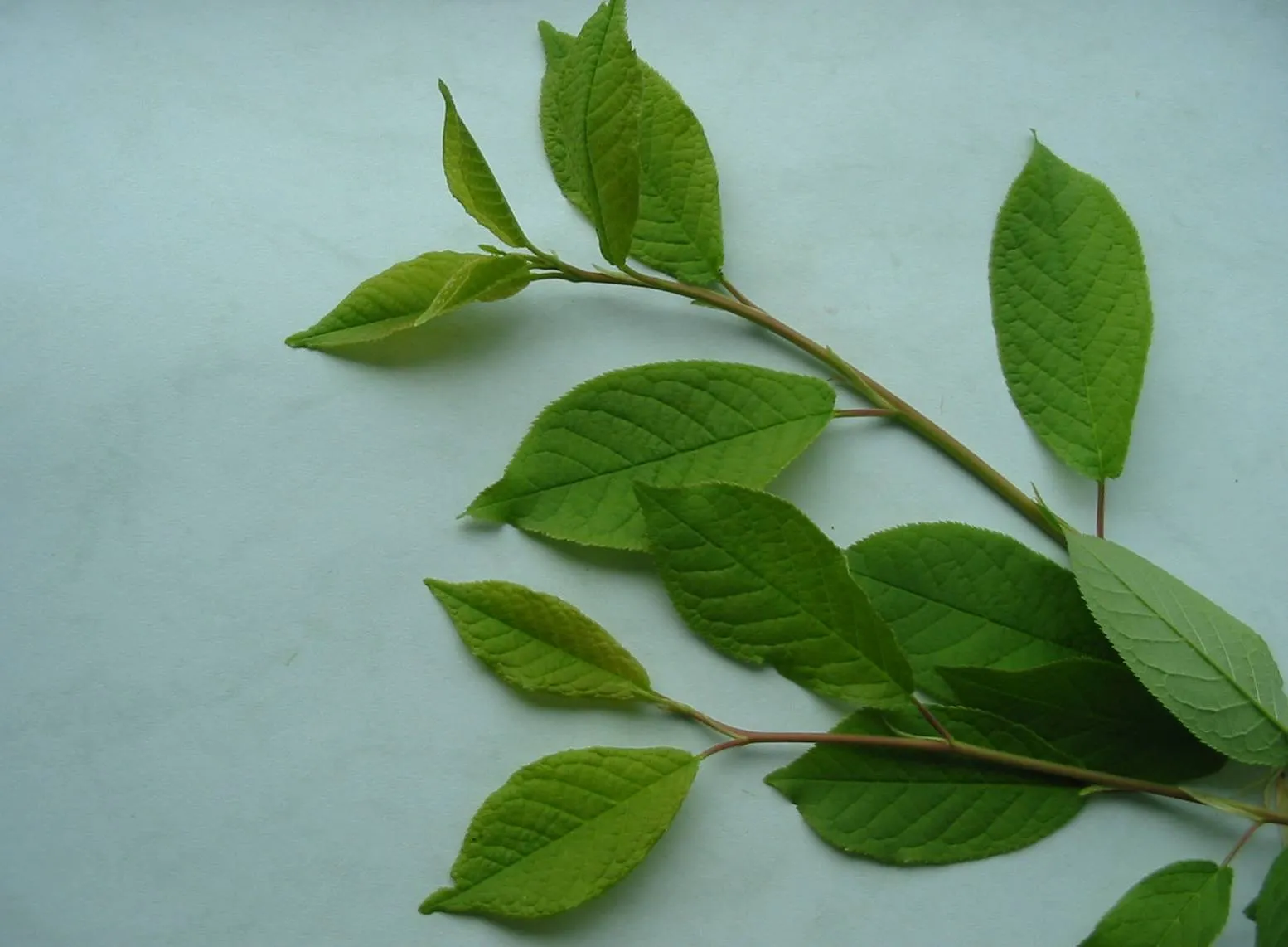 Bird Cherry — photograph 5