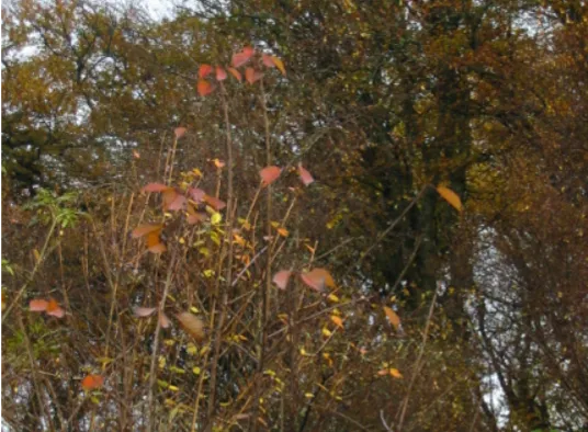 Bird Cherry — photograph 6