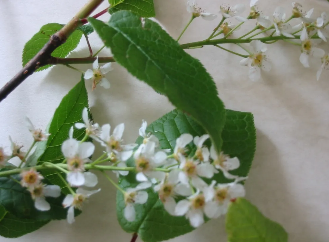 Bird Cherry — photograph 7
