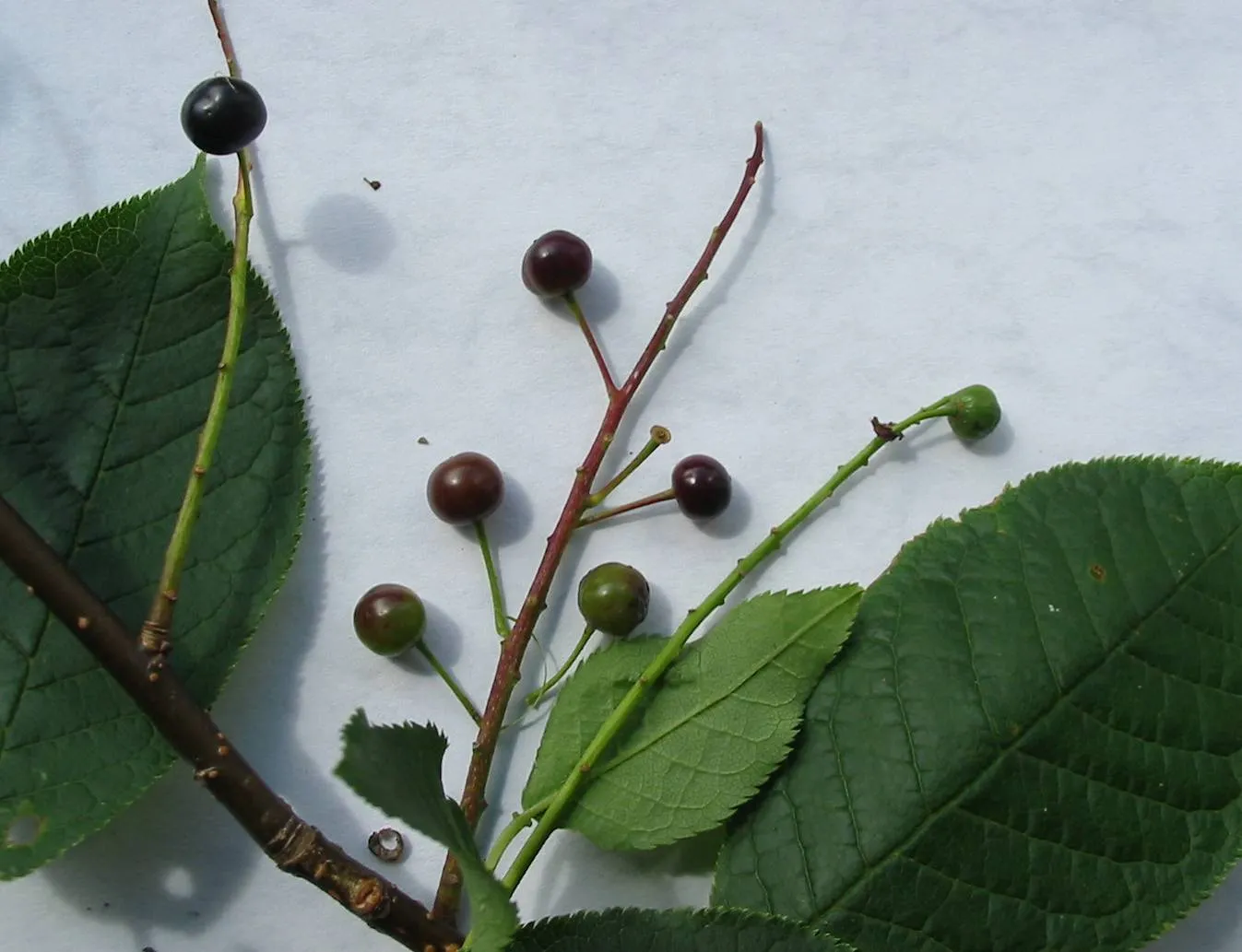Bird Cherry — photograph 8
