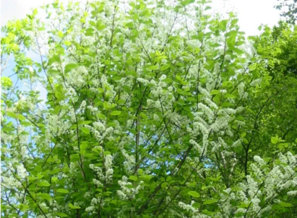 Bird Cherry — photograph 9