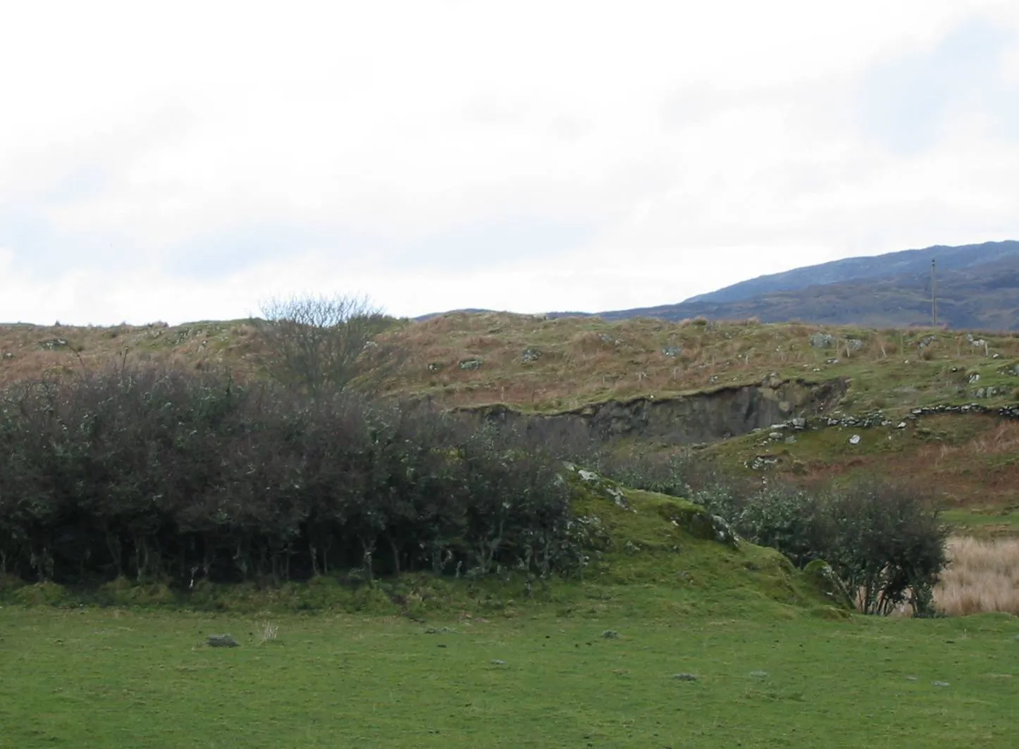 Blackthorn — photograph 2