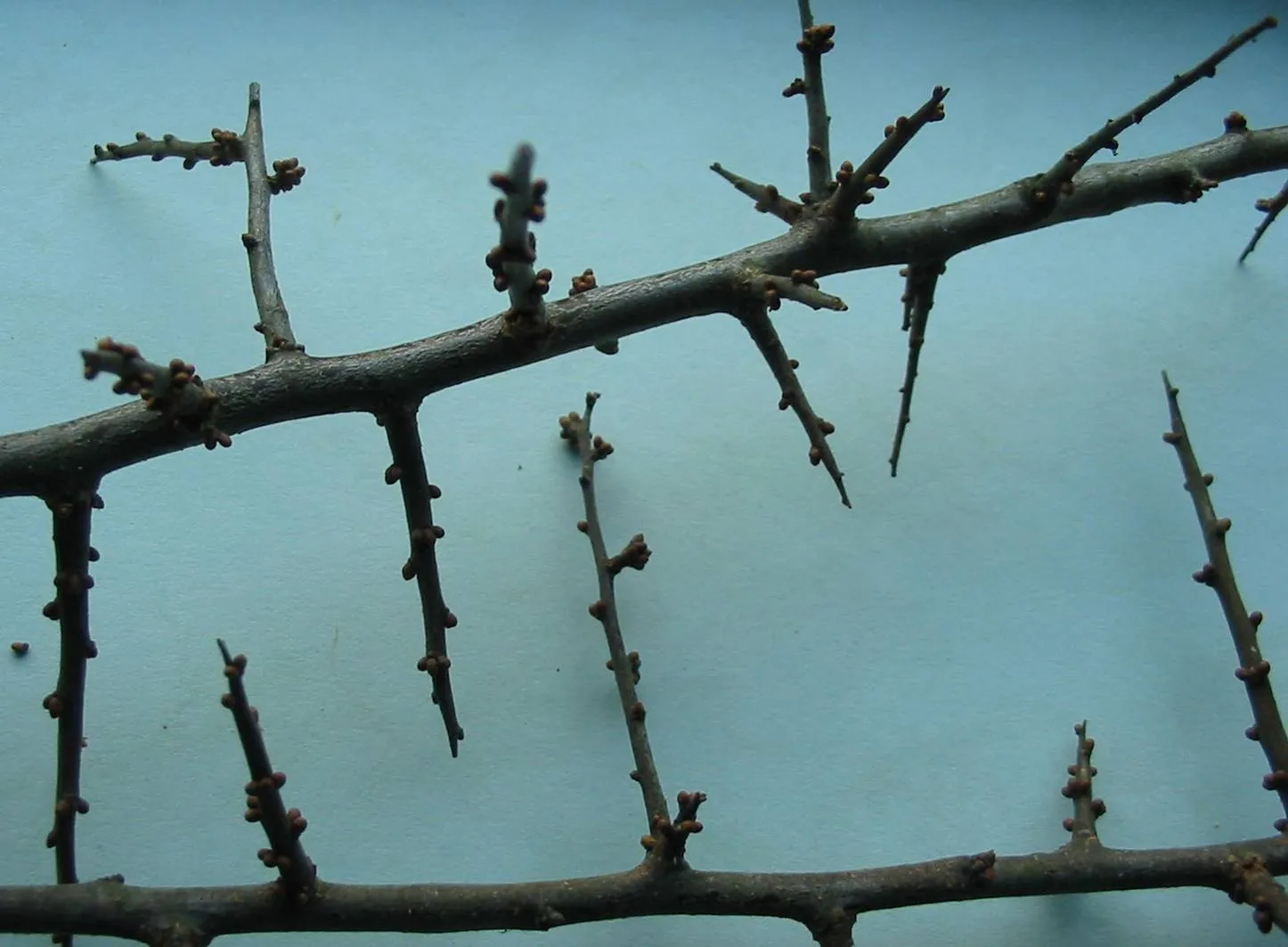 Blackthorn — photograph 3